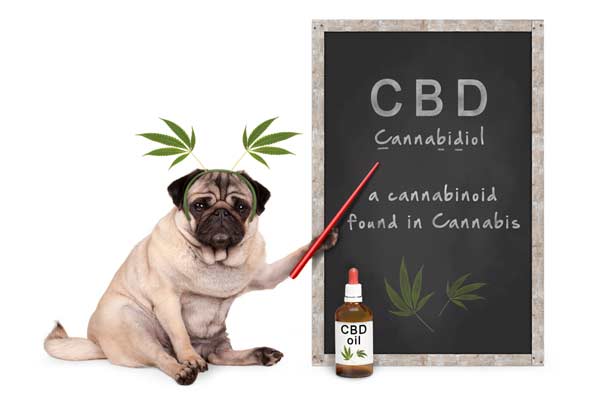 Cbd for pets benefits