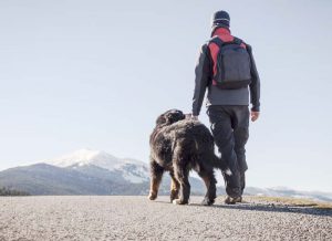 Read more about the article How Can You Travel With Your Pets In A Safe Manner?