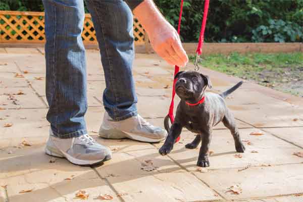 Start training when they are eight weeks old