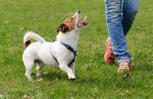 The best times to start training your dog