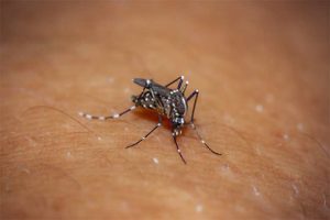 Read more about the article How to get Rid of Mosquito Bites in one day?