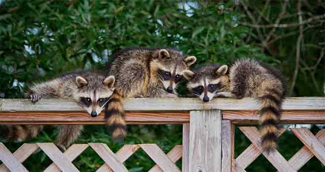 You are currently viewing Don’t Let Raccoons Mess Up Your Home