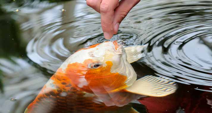 You are currently viewing What Kind Of Food Does Koi Fish Eat?