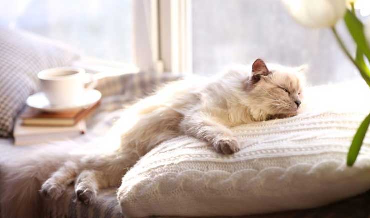 You are currently viewing The Mystery of Cats Sleeping With Their Eyes Open: Explained